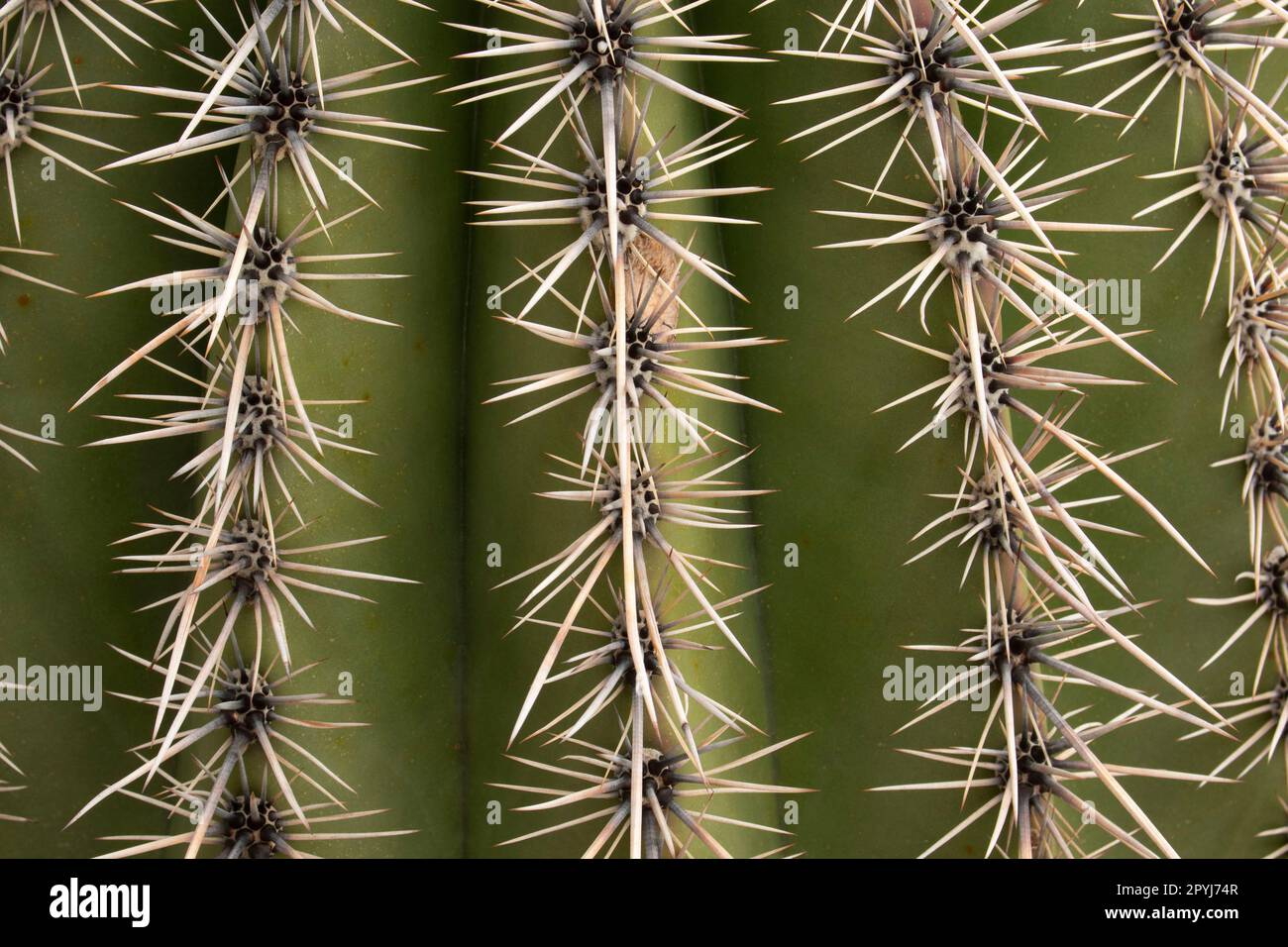 Désert de Sonora, Saguaro National Monument, Arizona Banque D'Images