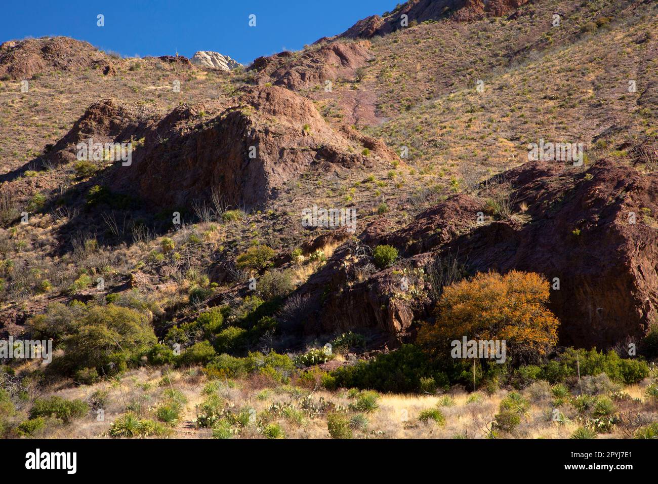 Montagnes d'orgue de Dripping Springs Trail, région naturelle de Dripping Springs, Organ Mountains-Desert Peaks National Monument, Nouveau-Mexique Banque D'Images