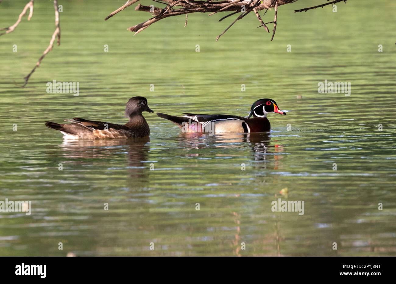 Le couple de Wood Ducks nageant à Resoft Park, Texas Banque D'Images