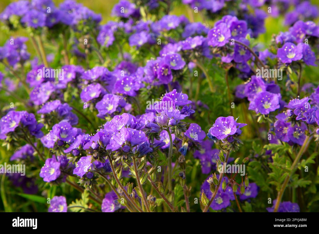 Phacelia, Carrizo Plain National Monument (Californie) Banque D'Images