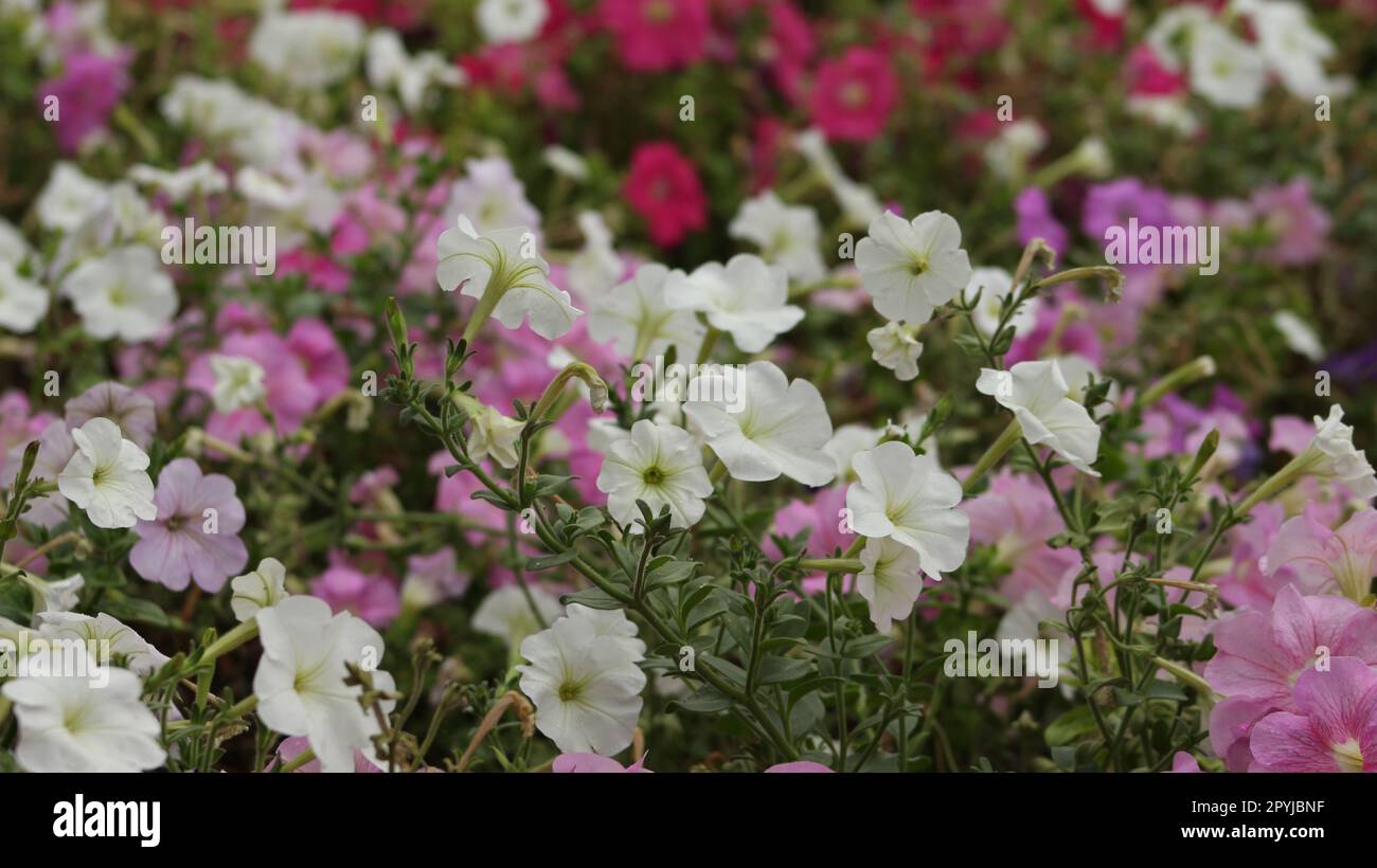 plantes de petunia dans un parc Banque D'Images