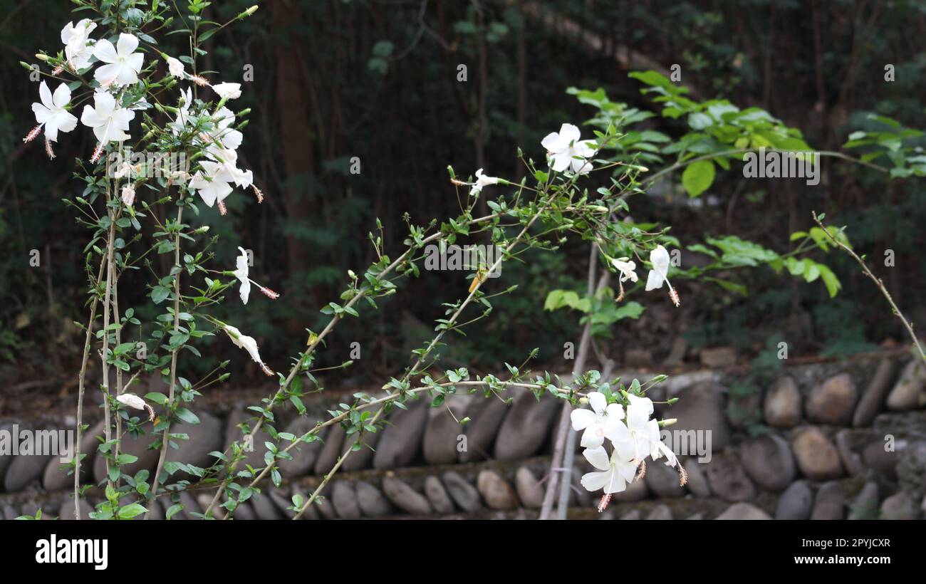 Jasmine Plant arrière-plan et vue Banque D'Images