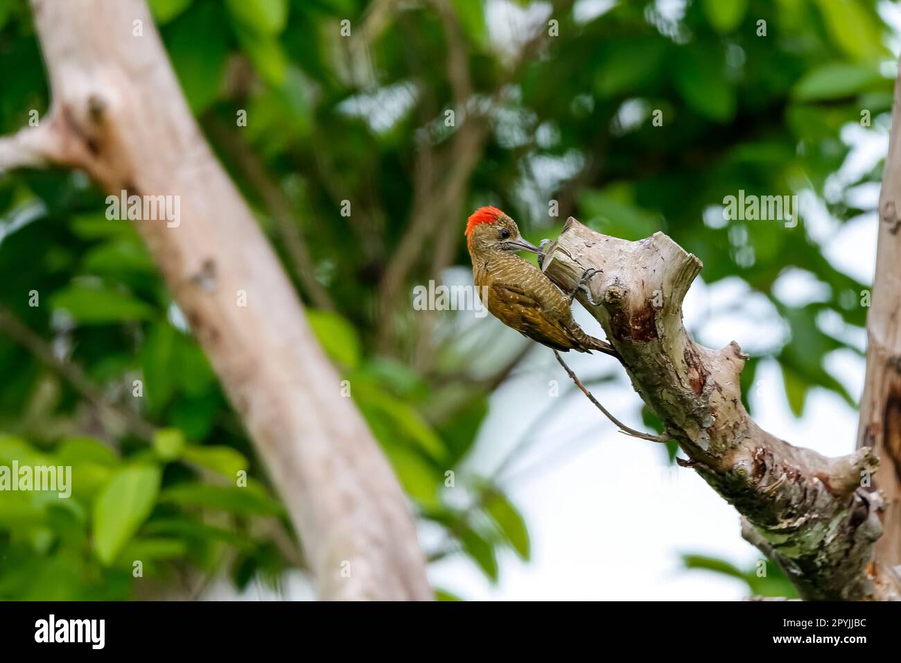 Le petit pic fourragé dans une branche d'arbre, Pantanal Wetlands, Mato Grosso, Brésil Banque D'Images