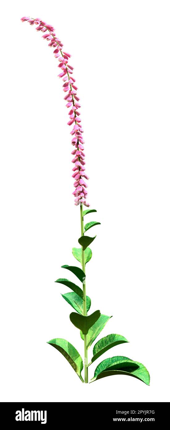 3D rendu d'une plante de foxglove ou d'un purpurea de Digitalis ou d'un foxglove commun isolé sur fond blanc Banque D'Images