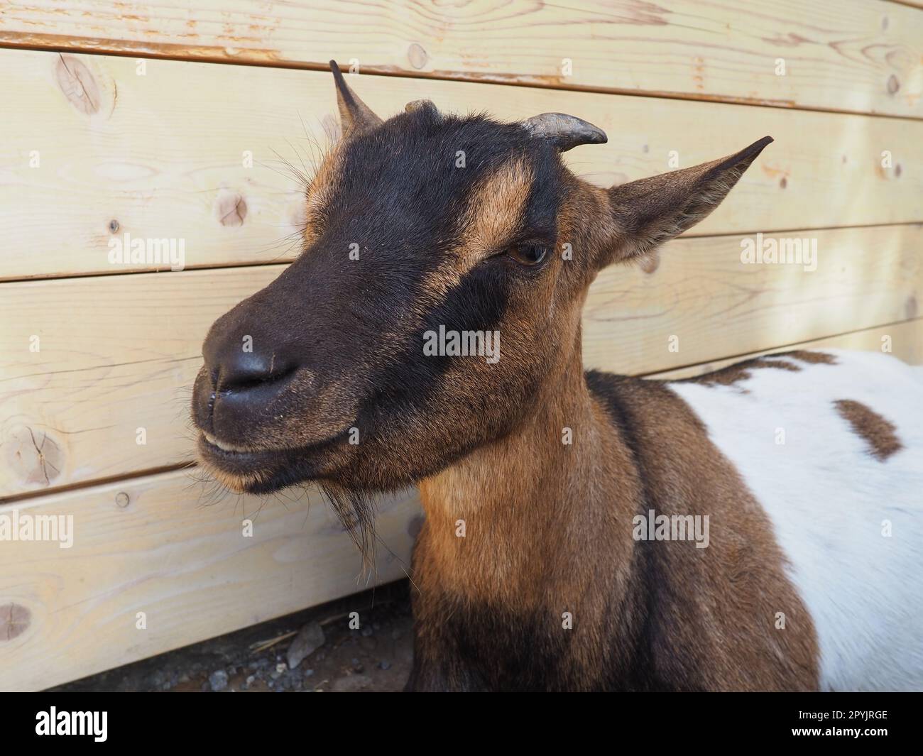 une chèvre brune avec des taches blanches, de petites cornes et les yeux à moitié fermés. Animal de zoo Banque D'Images