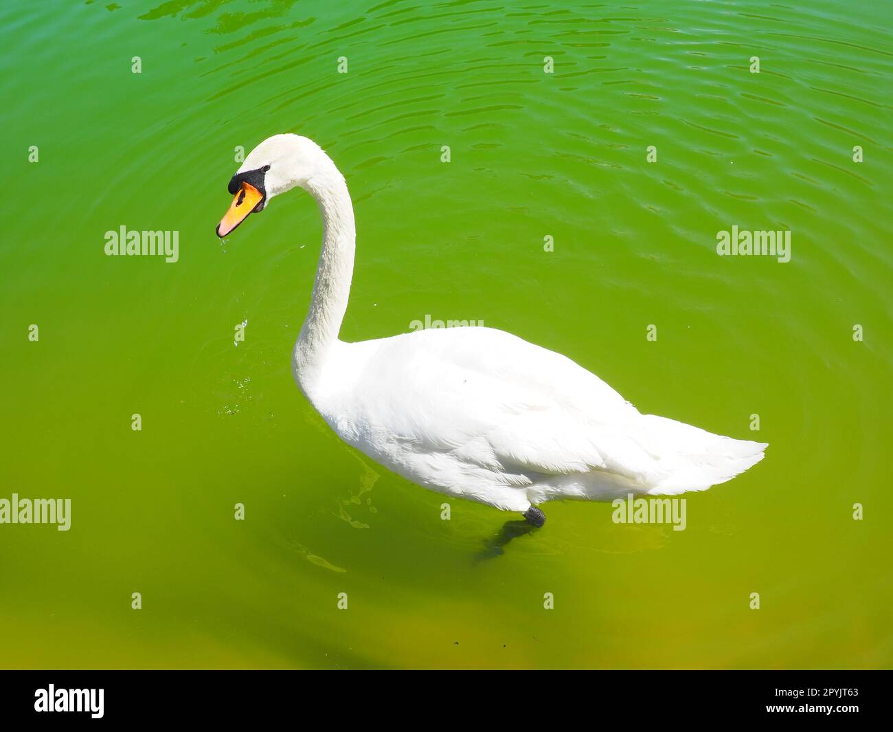 Un cygne blanc flotte sur l'eau verte. Sauvagine à la surface de l'eau. Stanisici, Bijelina, Bosnie-Herzégovine. Faune d'Europe et des Balkans. Banque D'Images