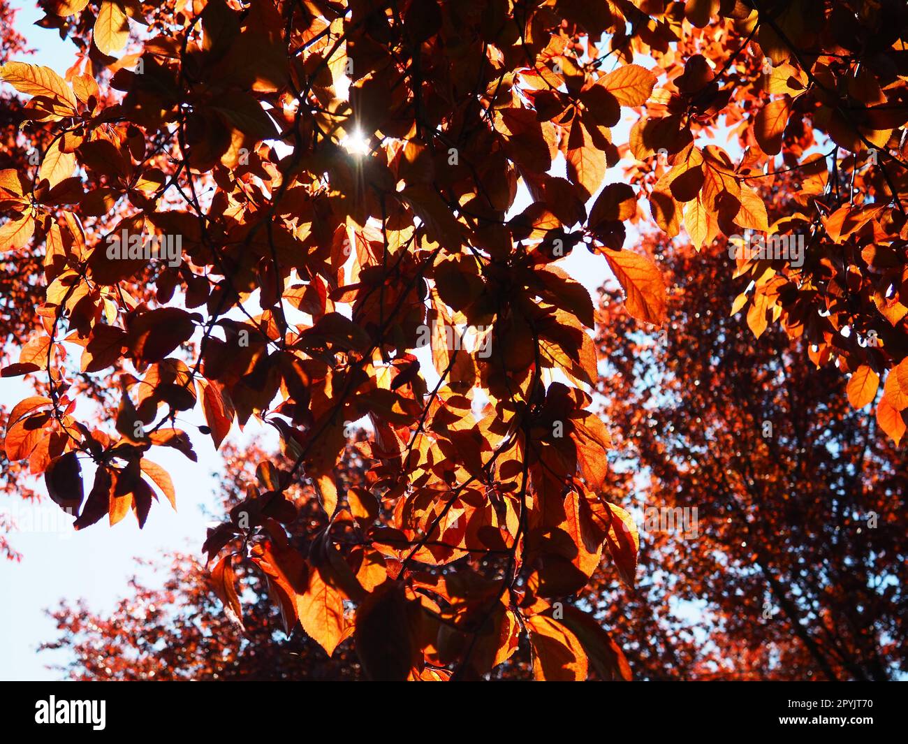 Arbre à feuilles rouges avec une couronne luxuriante. Contre-lumière du soleil. Feuilles d'automne. Prune à feuilles rouges comme plante ornementale Banque D'Images