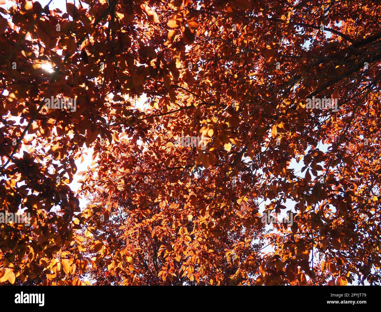 Arbre à feuilles rouges avec une couronne luxuriante. Contre-lumière du soleil. Feuilles d'automne. Prune à feuilles rouges comme plante ornementale Banque D'Images