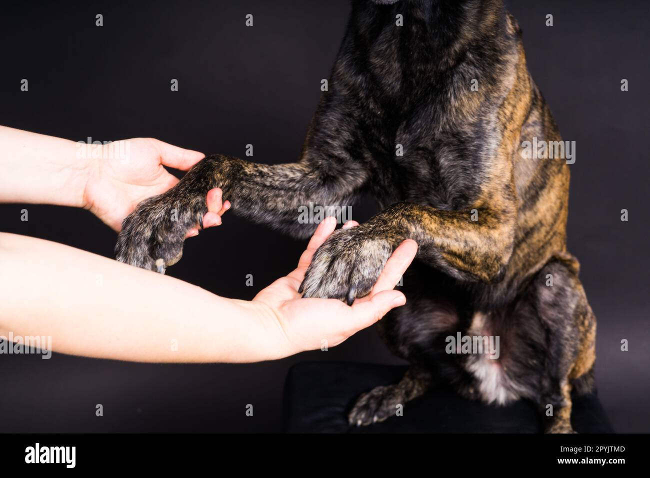 L'amitié entre l'homme et le chien, l'alimentation et la prise de patte en main Banque D'Images
