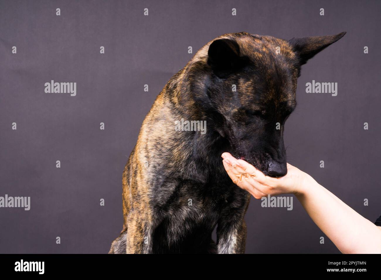 L'amitié entre l'homme et le chien, l'alimentation et la prise de patte en main Banque D'Images
