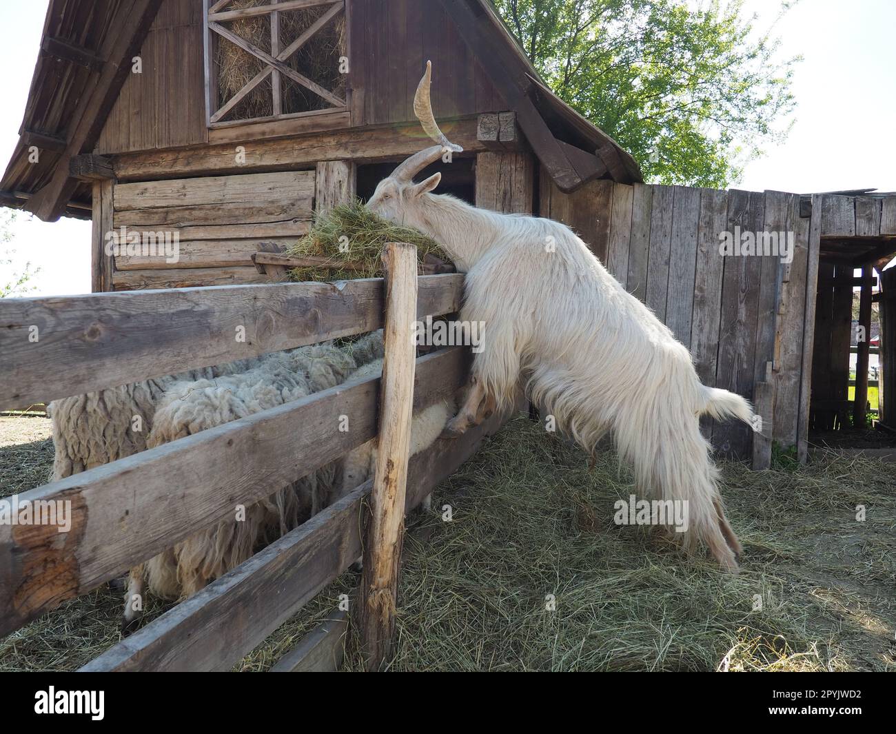 La chèvre domestique est Capra hircus, une espèce d'artiodactyles du genre Capra chèvres de montagne de la famille bovine. La chèvre se tient debout sur ses sabots arrière et mange du foin au-dessus d'une clôture en bois. Les moutons paissent Banque D'Images