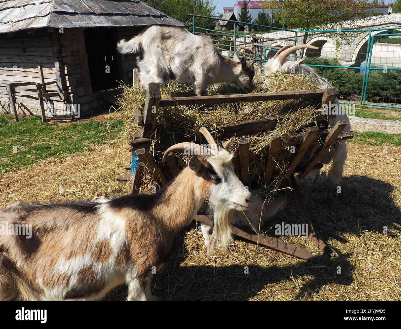 La chèvre domestique est Capra hircus, une espèce d'artiodactyles du genre Capra chèvres de montagne de la famille bovine. La chèvre se tient debout sur ses sabots arrière et mange du foin au-dessus d'une clôture en bois. Agriculture. Banque D'Images
