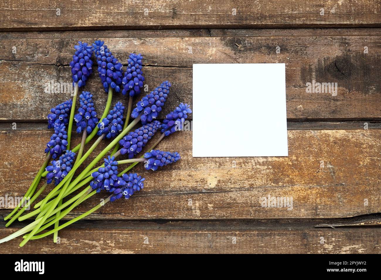 Fleurs printanières bleues sur fond en bois. Muscari armeniacum sur une table. Feuille de papier blanche pour le texte. Copier l'espace nature morte à plat. Jacinthe de raisin arménien. Banque D'Images