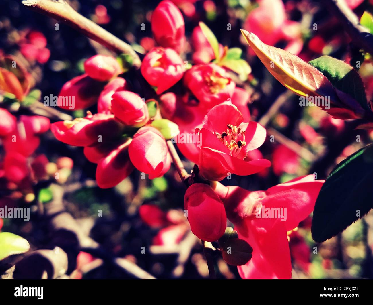 Belles fleurs de hénomèles roses et rouges. Arbuste sans feuilles ...