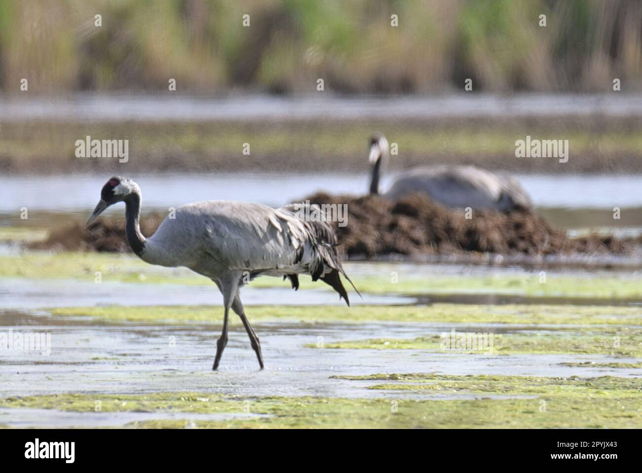 grues dans leur environnement naturel Banque D'Images