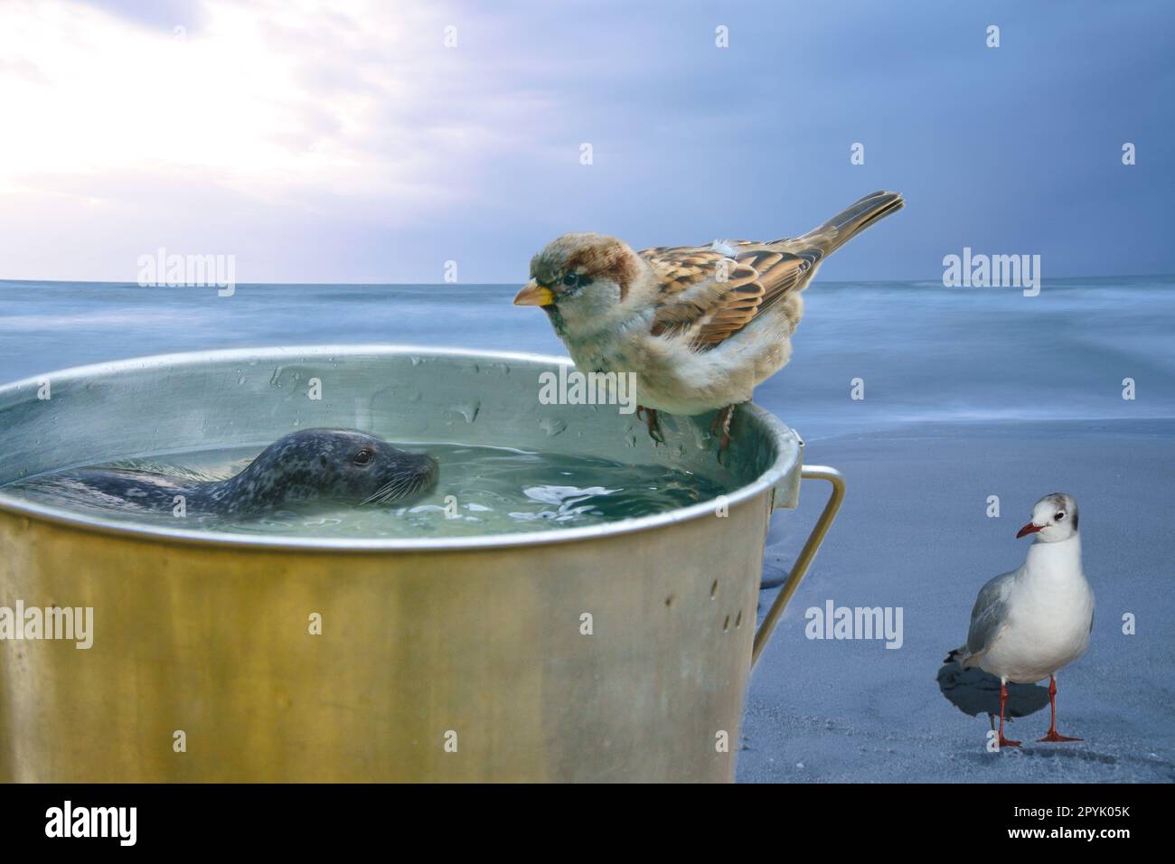 Composer avec un seau sur lequel repose un moineau et un phoque nageur. la mer et la mouette Banque D'Images