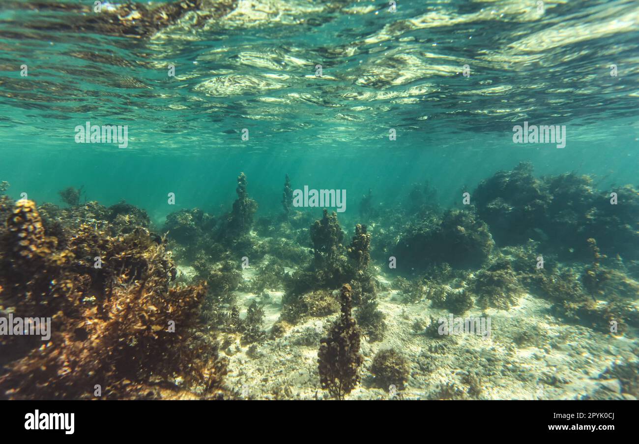 Plongée en apnée à Anakao, Madagascar - la plupart des plantes sur fond de mer sablonneux visibles, pas beaucoup de vie marine, photo sous-marine Banque D'Images