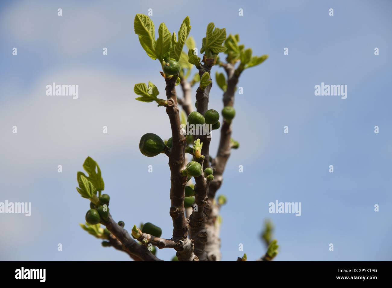 Les premières délicates feuilles de figuier et petites figues sur un figuier, province d'Alicante, Costa Blanca, Espagne Banque D'Images