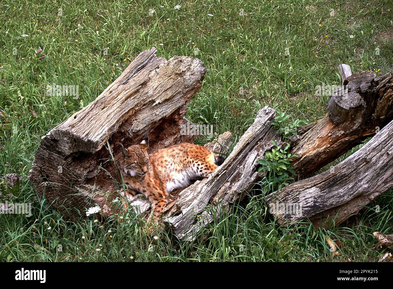 Un lynx solitaire couché sur un tronc d'arbre cassé Banque D'Images
