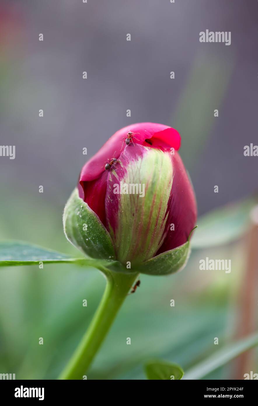 Portrait d'une fleur de pivoine. Une belle fleur rouge. Banque D'Images