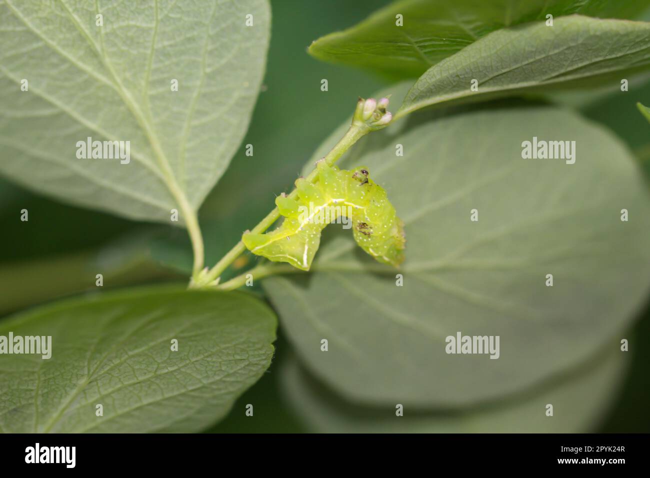 hibou pyramide de biomasse