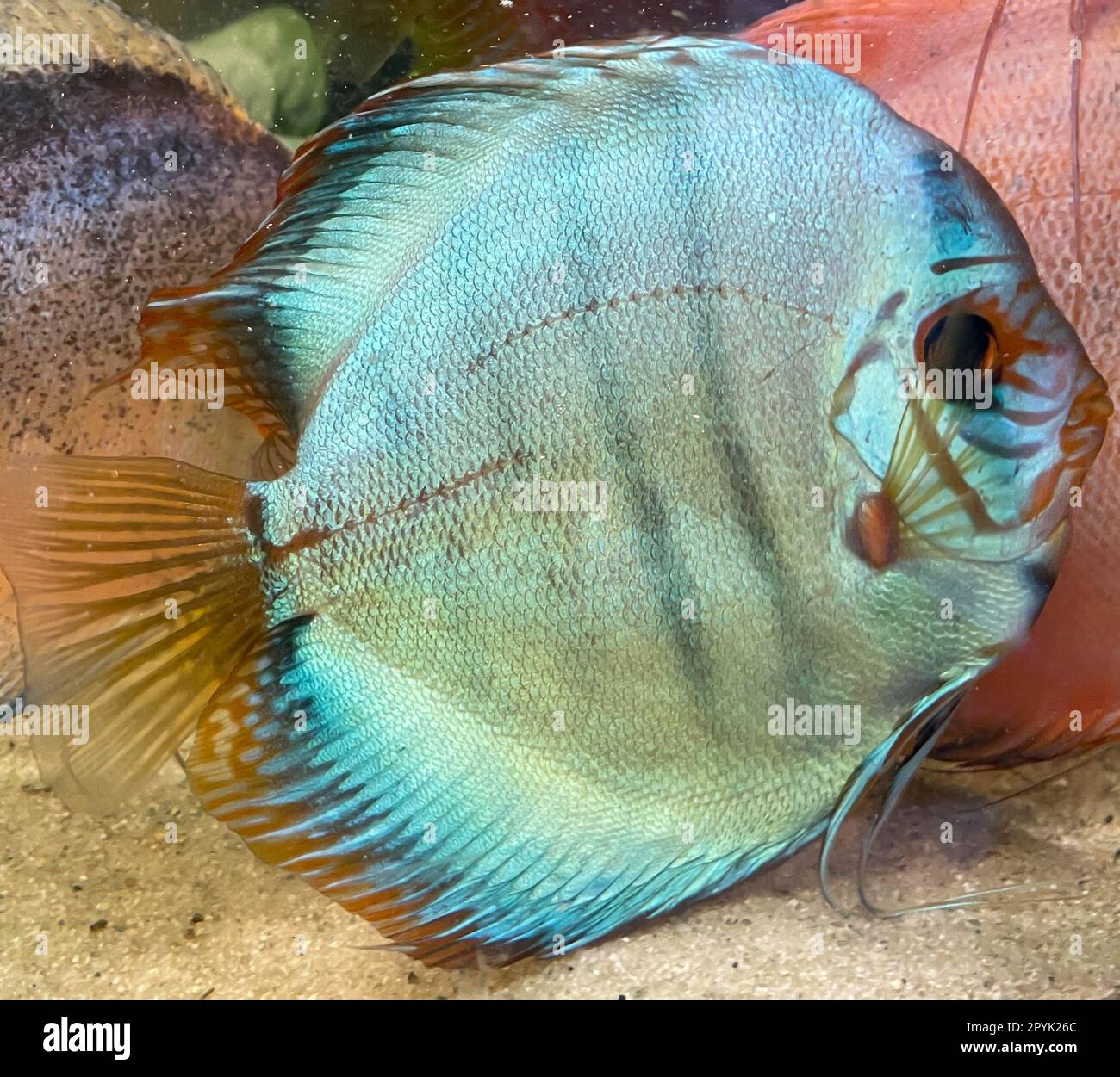 Portrait de poisson disque dans un aquarium, Aquarium Amazon. Banque D'Images