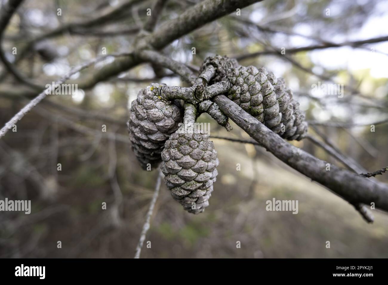Les pommes de pin séché Banque D'Images