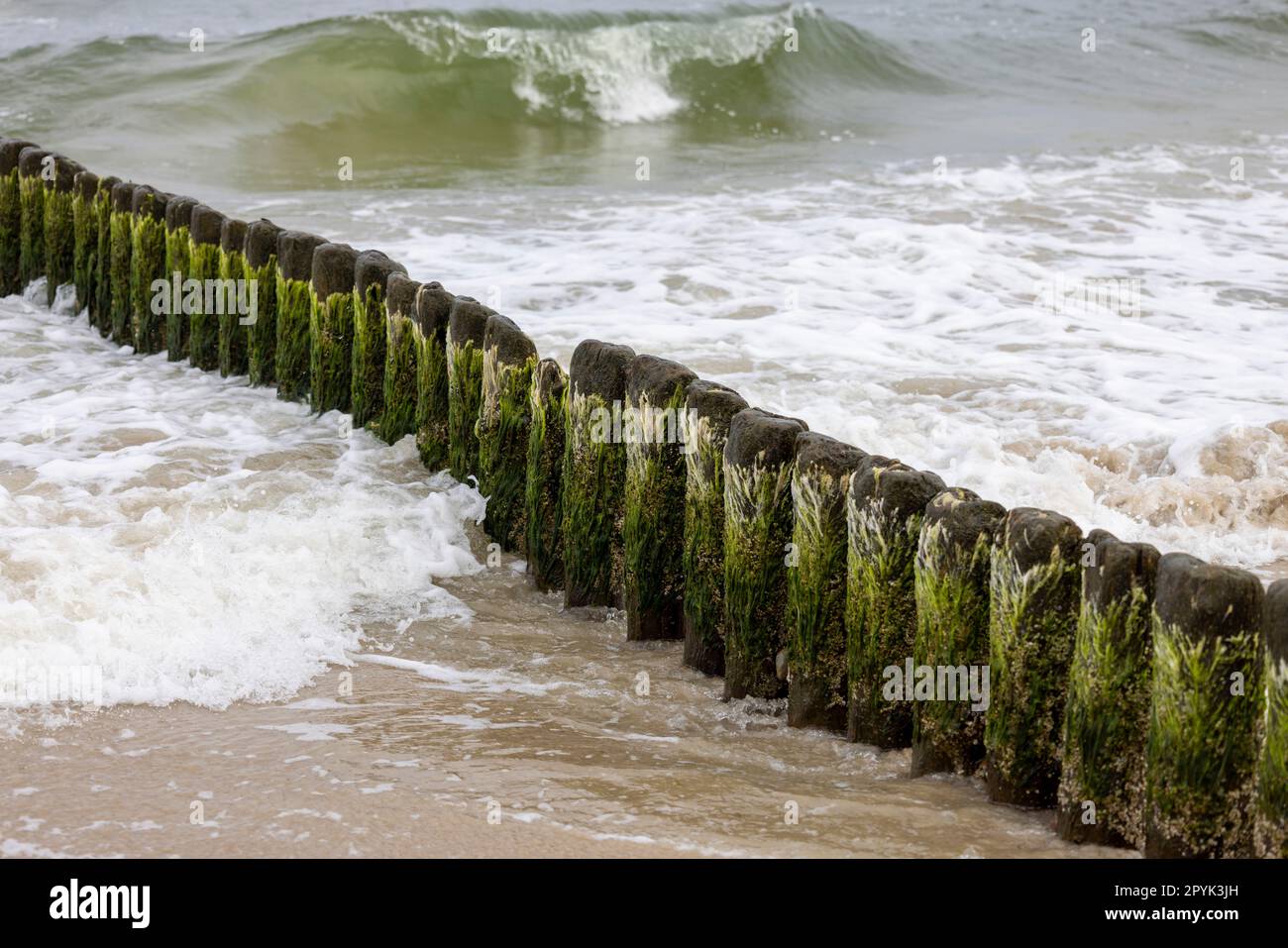 Brise-lames en bois avec algues vertes dans l'eau mousseuse de la mer Baltique, Miedzyzdroje, île de Wolin, Pologne Banque D'Images