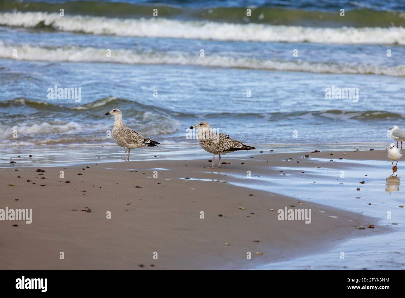 Eau mousseuse de la mer Baltique, mouettes marchant sur le sable, île Wolin, Miedzyzdroje, Pologne Banque D'Images