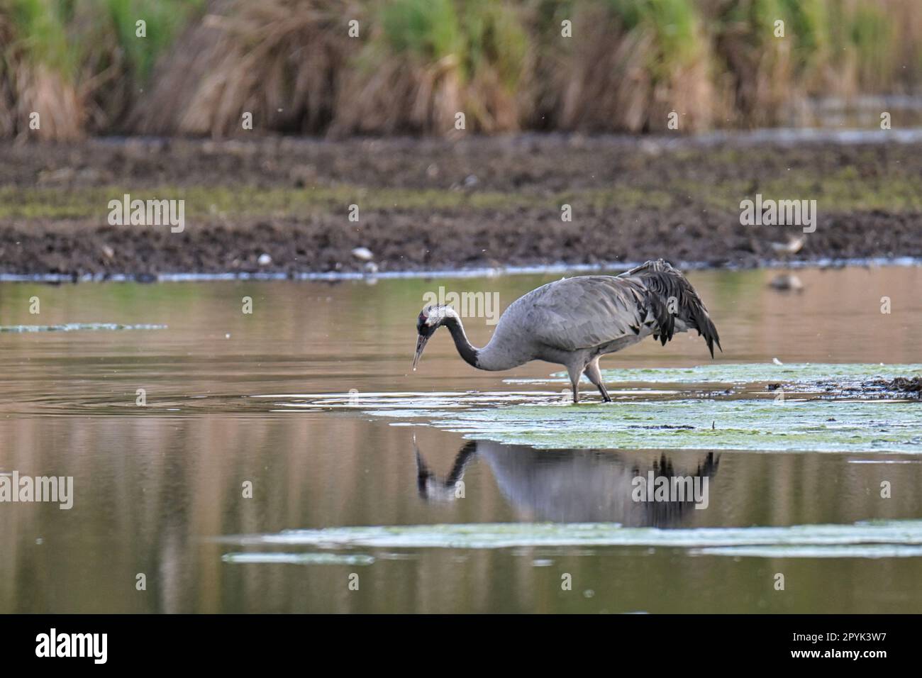 grues dans leur environnement naturel Banque D'Images