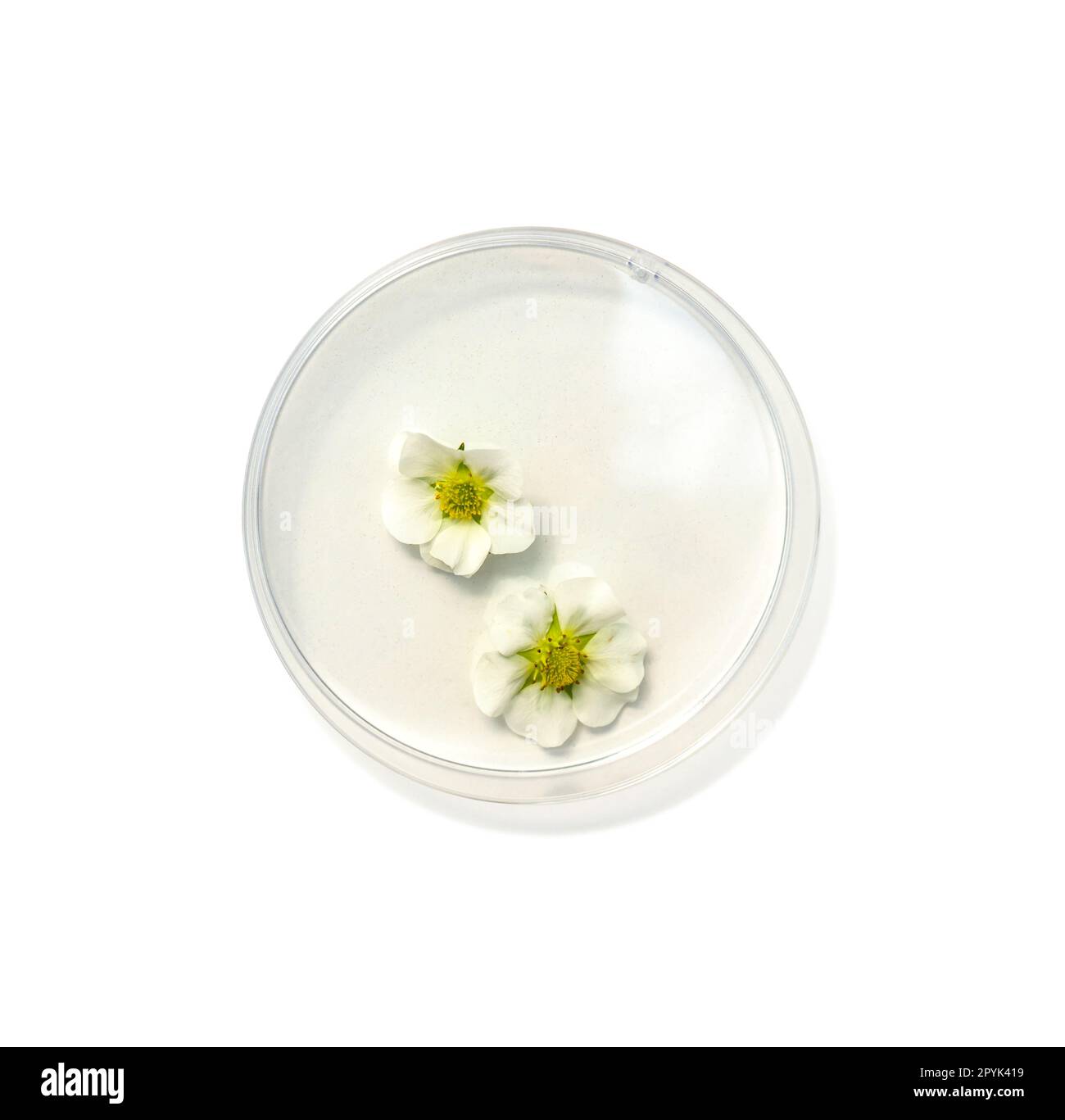 Fleur de fraise dans un plat de pétri sur une table de laboratoire blanche. Vue de dessus Banque D'Images