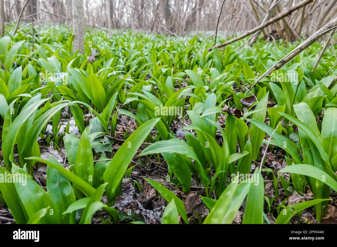 ail sauvage sain pour cuisiner en forêt Banque D'Images