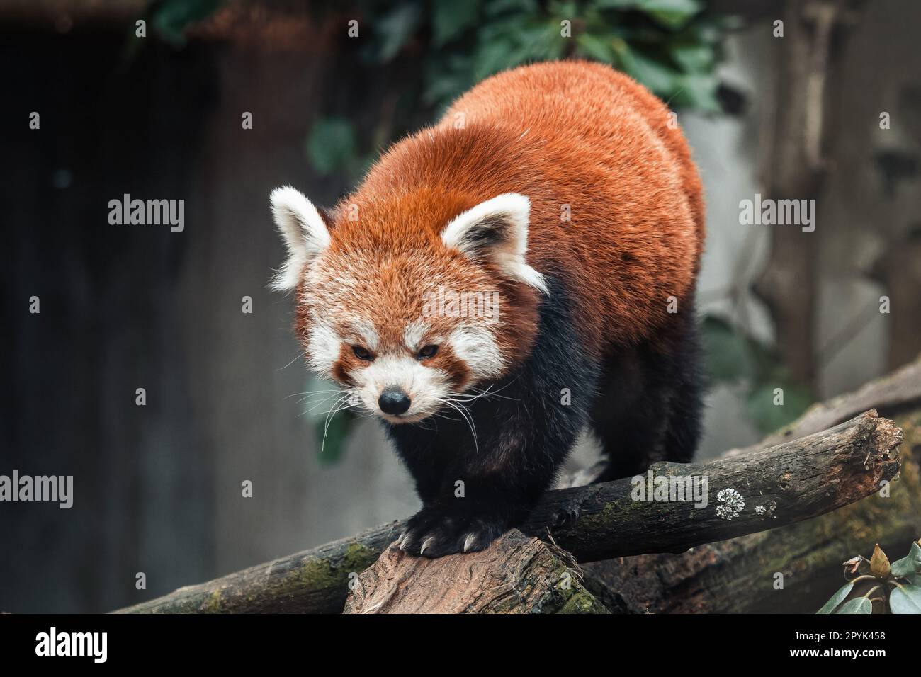 Panda rouge sur un arbre, Ailurus fulgens Banque D'Images