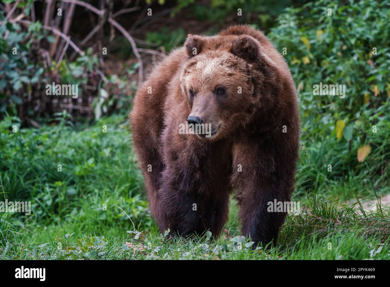 Ours brun Kamchatka, Ursus arctos beringianus Banque D'Images