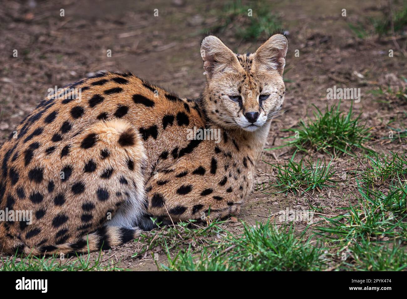 Serval est couché dans l'herbe, Leptailurus serval Banque D'Images