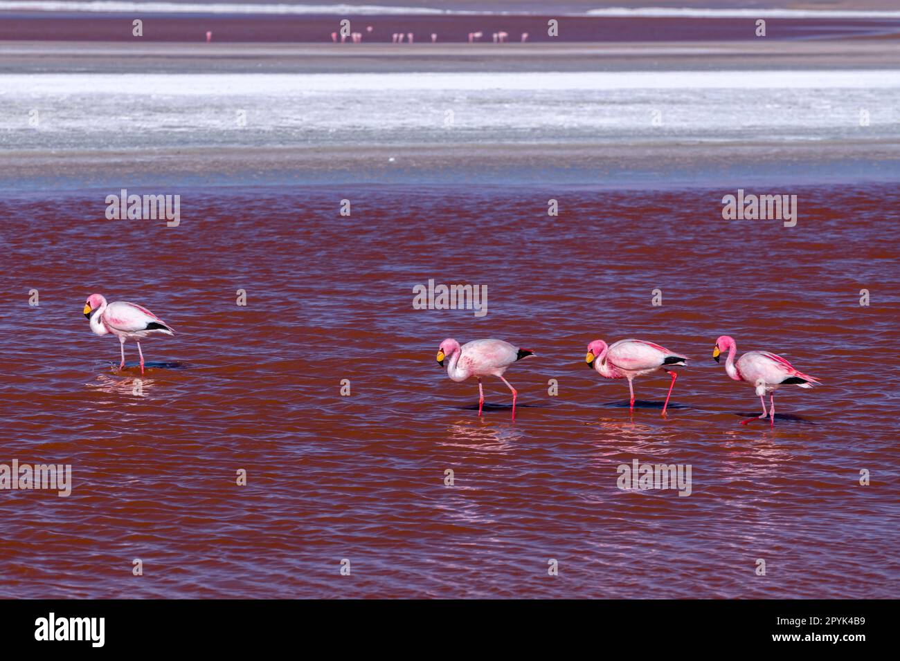 Faune sauvage dans le lagon rouge de l'altiplano bolivien Banque D'Images