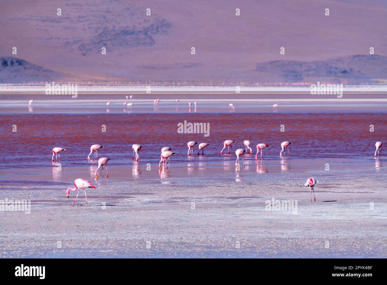 Faune sauvage dans le lagon rouge de l'altiplano bolivien Banque D'Images