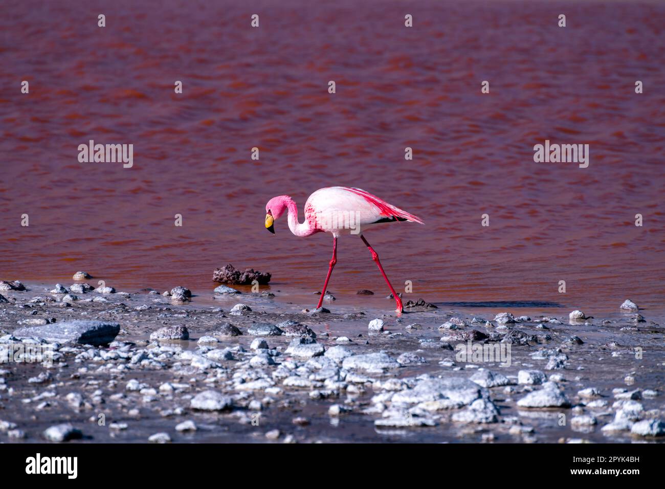 Faune sauvage dans le lagon rouge de l'altiplano bolivien Banque D'Images