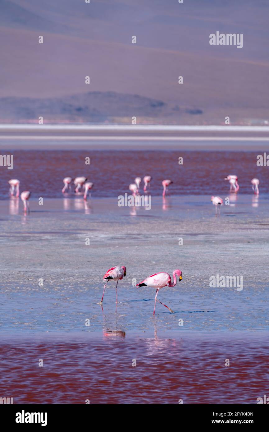 Faune sauvage dans le lagon rouge de l'altiplano bolivien Banque D'Images