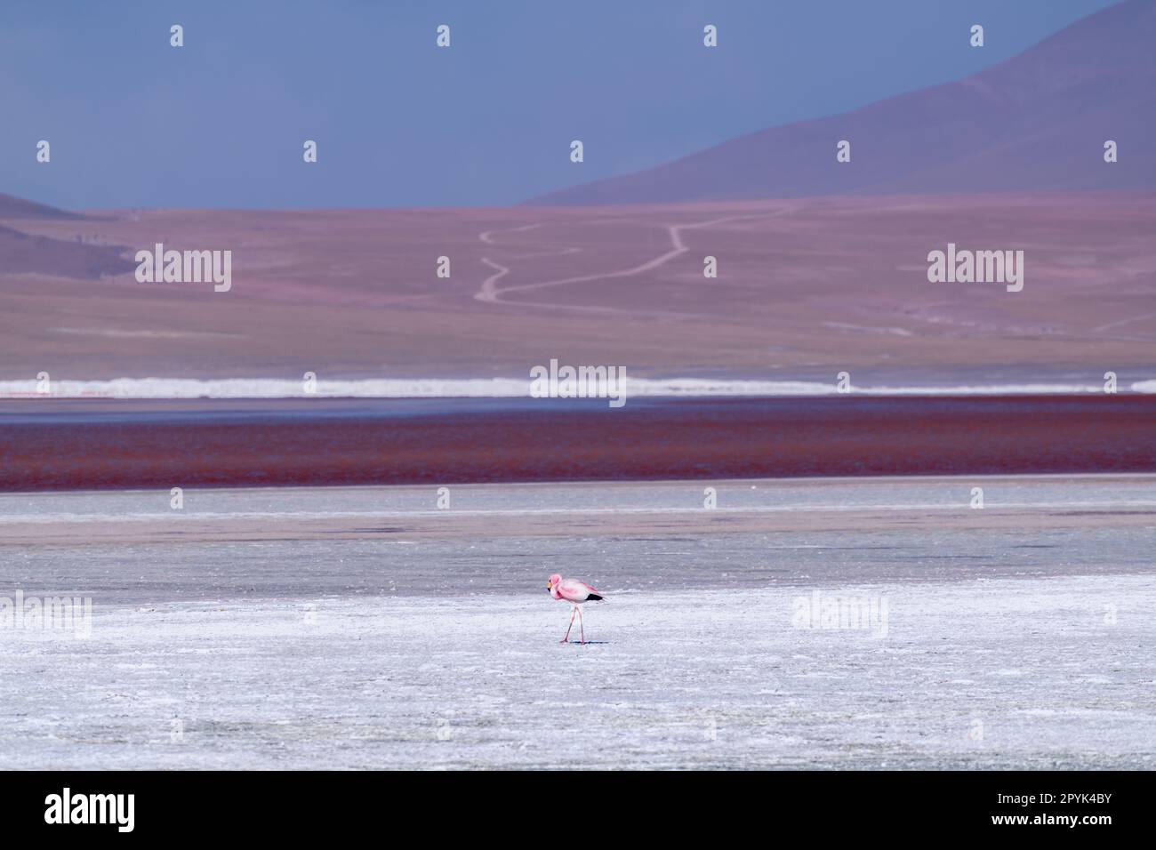 Faune sauvage dans le lagon rouge de l'altiplano bolivien Banque D'Images