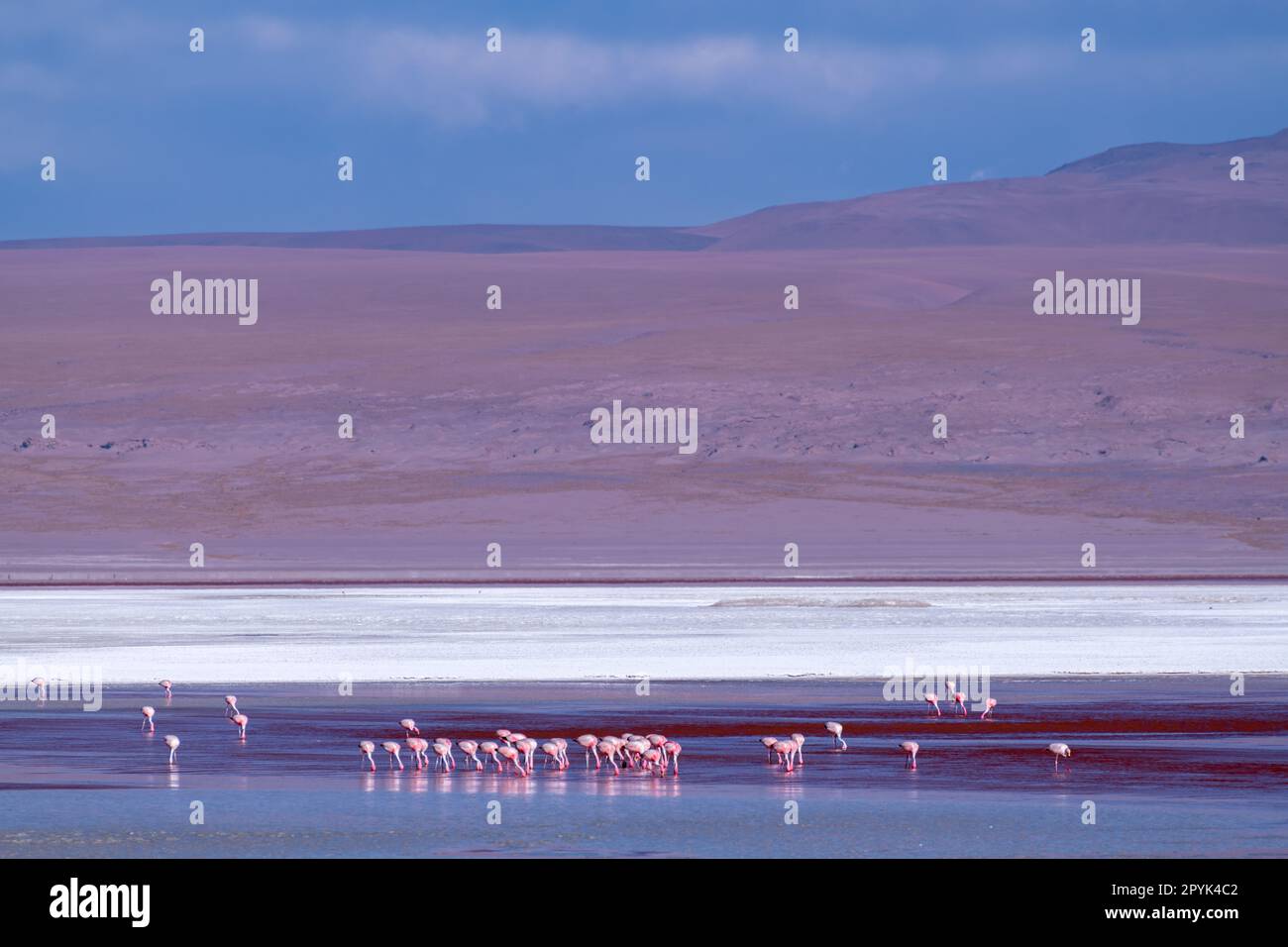 Faune sauvage dans le lagon rouge de l'altiplano bolivien Banque D'Images