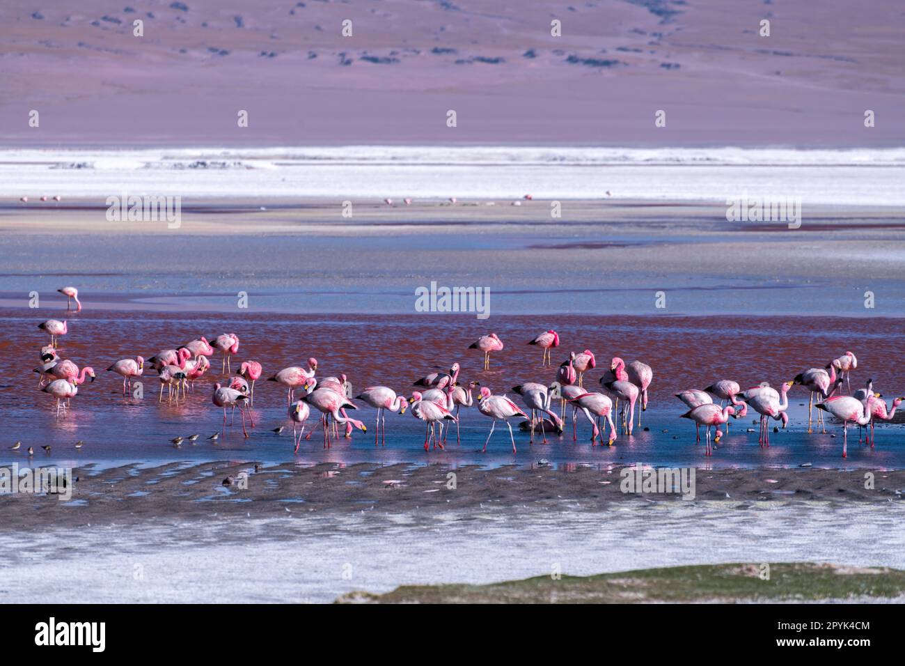 Faune sauvage dans le lagon rouge de l'altiplano bolivien Banque D'Images