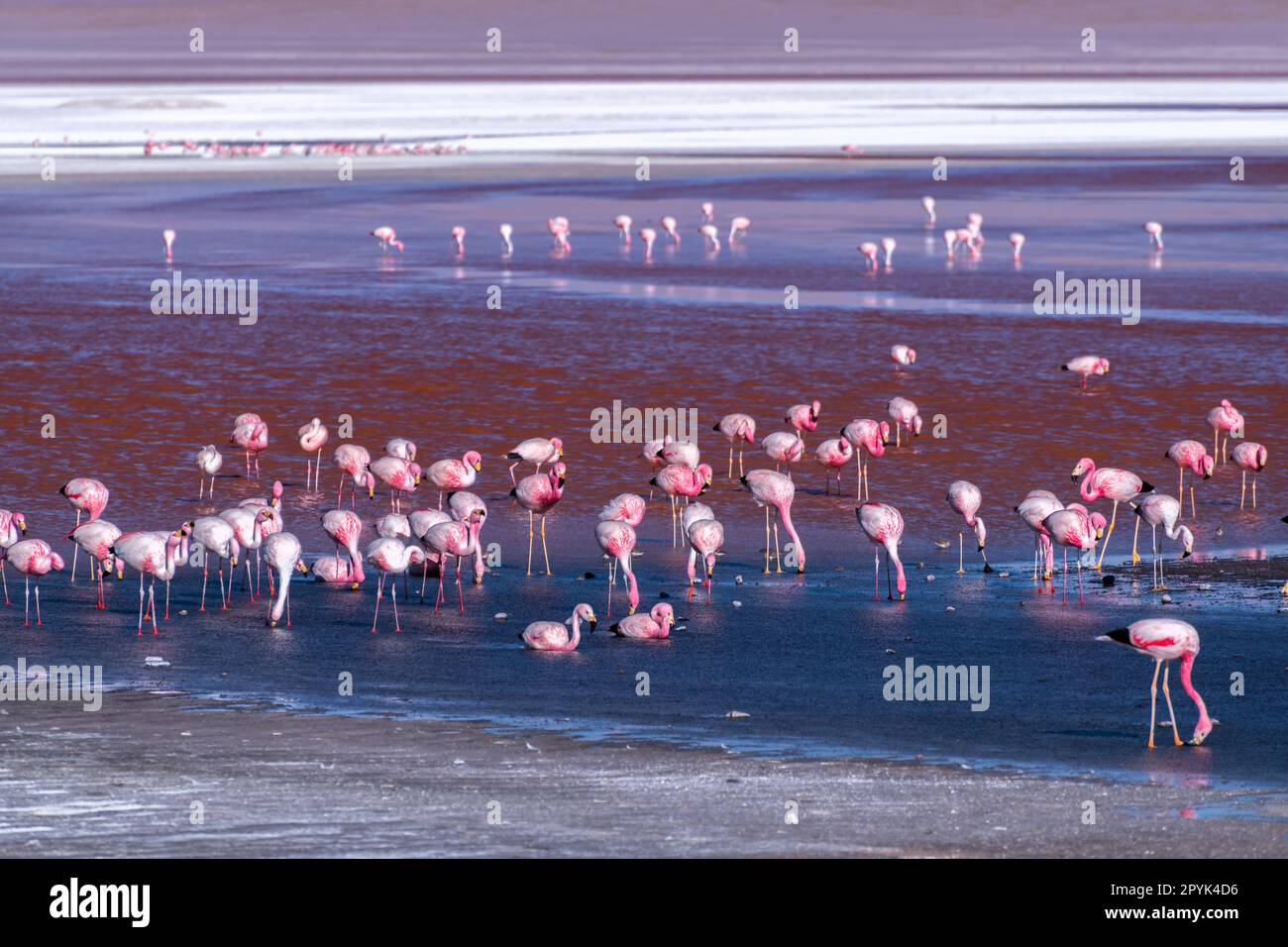 Faune sauvage dans le lagon rouge de l'altiplano bolivien Banque D'Images