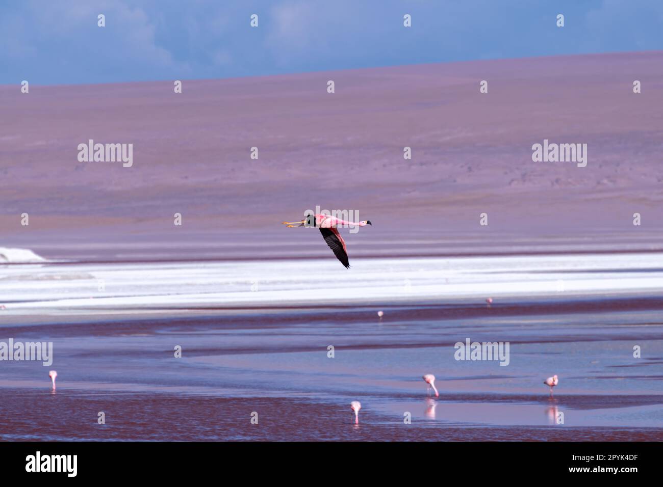 Faune sauvage dans le lagon rouge de l'altiplano bolivien Banque D'Images