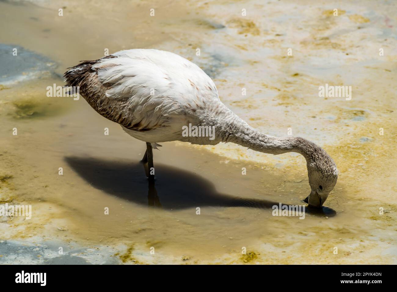 Faune sauvage dans le lagon rouge de l'altiplano bolivien Banque D'Images