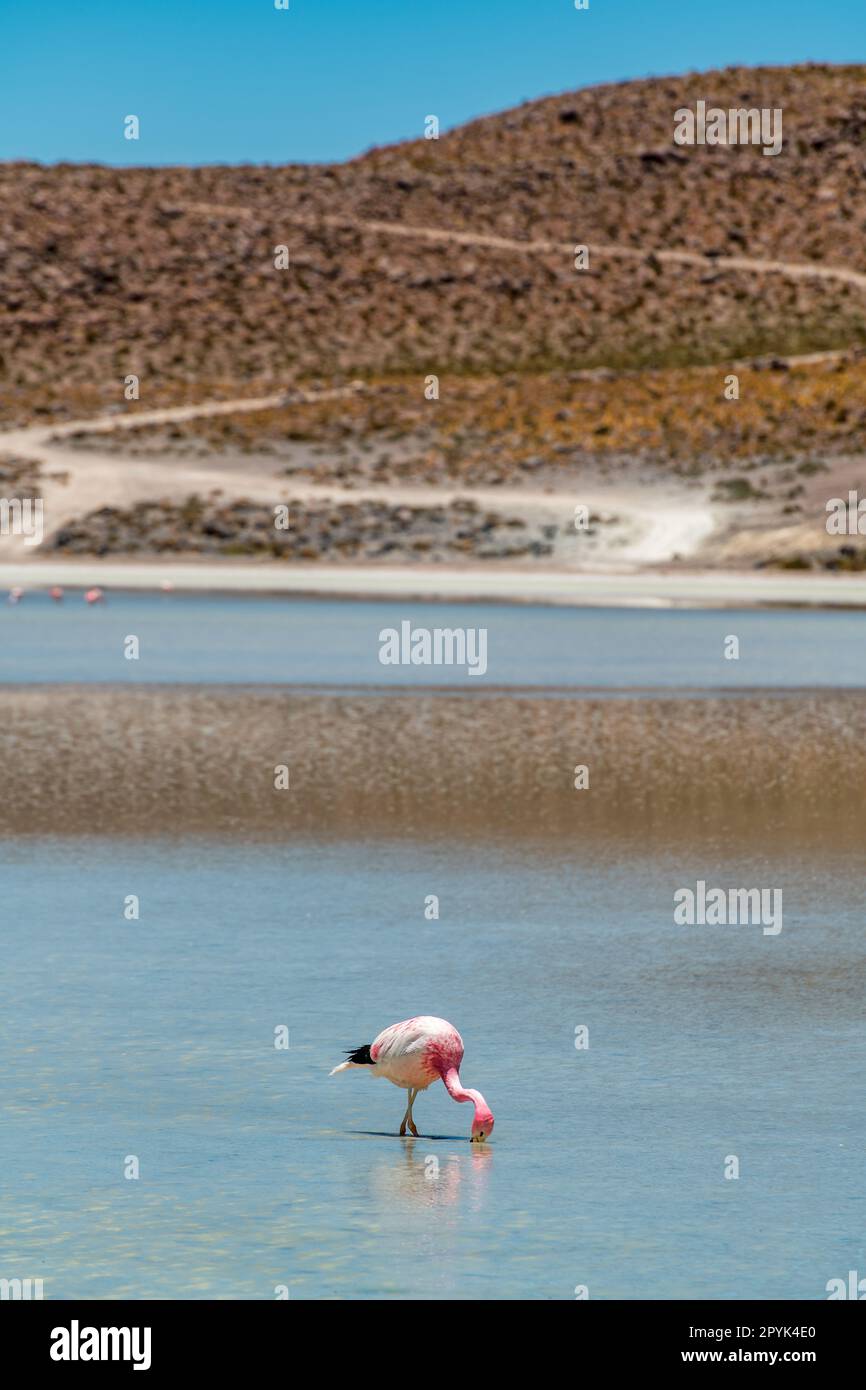 Faune sauvage dans le lagon rouge de l'altiplano bolivien Banque D'Images