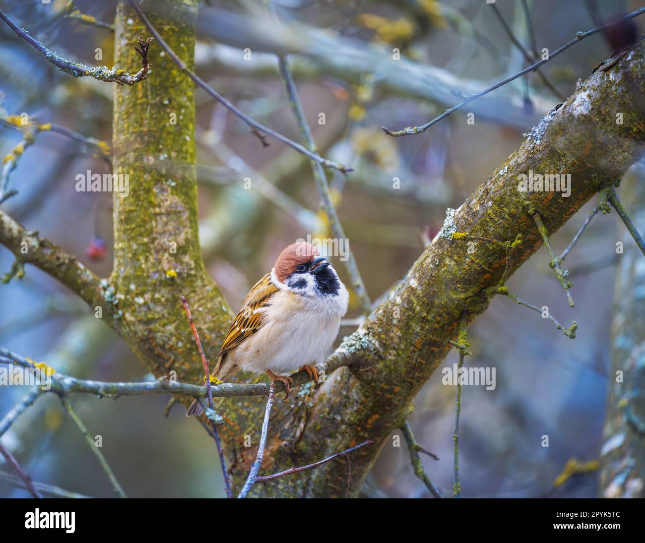 Sparrow assis sur la branche d'un arbre Banque D'Images