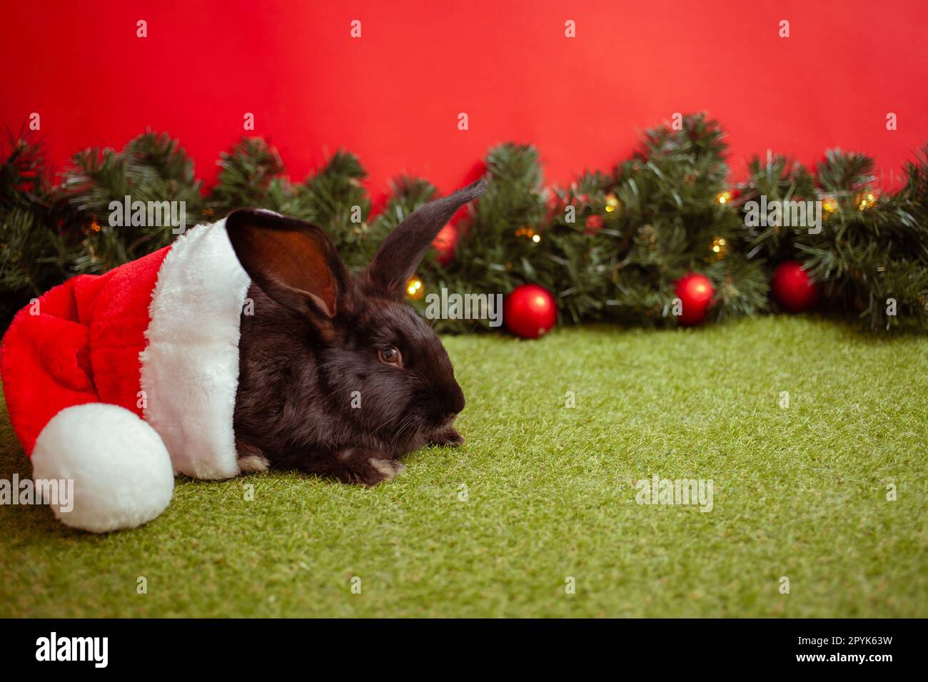 Symbole du lapin noir 2023 calendrier chinois, voeux du nouvel an, carte de Noël, espace de copie pour le texte, fond rouge. Beau lièvre sur bannière, sapin de Noël décoré. chapeau. Banque D'Images