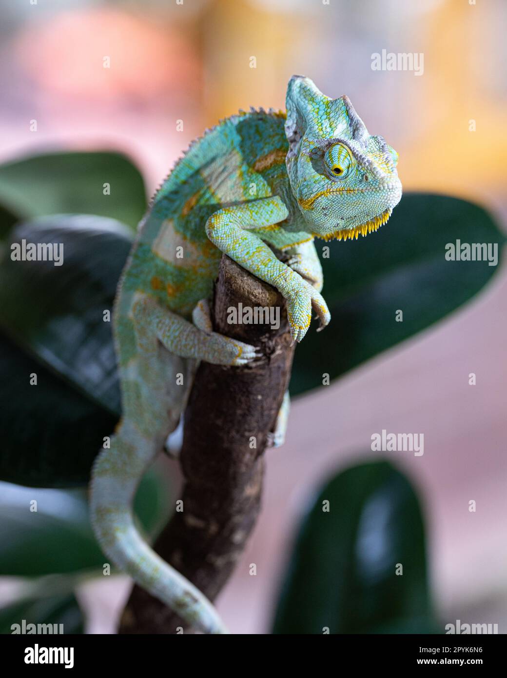 Caméléon du Yémen, Chamaeleo calyptratus Banque D'Images