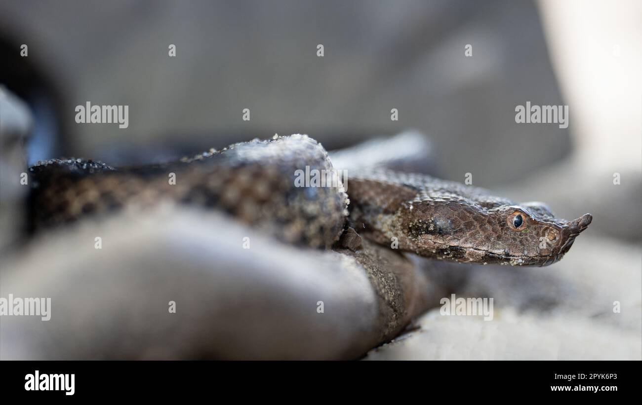 Vipère à cornes nasales, Vipera ammodytes Banque D'Images